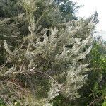 Erica arborea habit picture by Philippe FOURTIER (cc-by-sa)