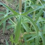 Delphinium staphisagria habit picture by Yoan MARTIN (cc-by-sa)