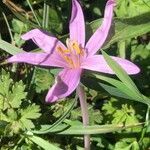 Colchicum multiflorum flower picture by Diego Alex (cc-by-sa)