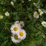 Erigeron annuus flower picture by evpok (cc-by-sa)