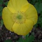 Papaver cambricum flower picture by Éric Bédère (cc-by-sa)