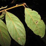 Endlicheria canescens leaf picture by Jean-François Molino (cc-by-sa)