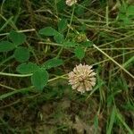 Trifolium hybridum habit picture by Daniel Bourget (cc-by-sa)