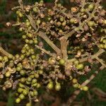 Zanthoxylum ekmanii habit picture by Nelson Zamora Villalobos (cc-by-nc)