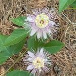 Passiflora incarnata leaf picture by kelli easterling (cc-by-sa)