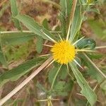 Centaurea hyalolepis flower picture by Abdul Ghaffar (cc-by-sa)