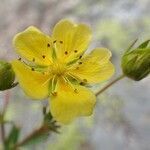 Potentilla frigida flower picture by Yoan MARTIN (cc-by-sa)