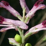 Fumaria gaillardotii flower picture by Llandrich anna (cc-by-sa)