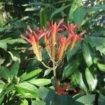 Aphelandra longiflora flower picture by Vinicius Castro Souza (cc-by-sa)