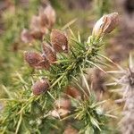 Ulex minor fruit picture by Pedroso Rui (cc-by-sa)