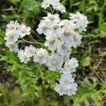 Achillea ptarmica flower picture by Anna Minner (cc-by-sa)