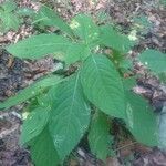 Impatiens parviflora habit picture by Alex Supertramp (cc-by-sa)