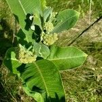 Asclepias viridiflora flower picture by Holly Nobles (cc-by-sa)