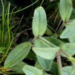 Cerastium latifolium leaf picture by Fabien Anthelme (cc-by-sa)