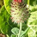 Trifolium incarnatum fruit picture by Else Nolden (cc-by-sa)