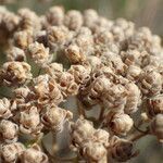 Origanum onites fruit picture by Sylvain Piry (cc-by-sa)