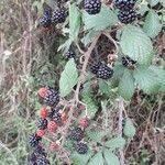 Rubus elegantispinosus fruit picture by Eric Favre (cc-by-sa)