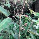 Mimosa pudica fruit picture by pratiwir pratiwir (cc-by-sa)