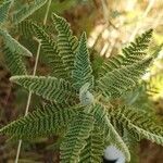 Chamaebatiaria millefolium leaf picture by Kat ♡ (cc-by-sa)