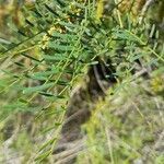 Prosopis alpataco leaf picture by Trap Hers (cc-by-sa)