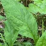 Solidago flexicaulis leaf picture by Marli Miller (cc-by-sa)