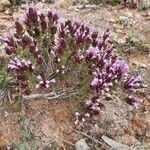 Thymus longiflorus leaf picture by Borya Lido (cc-by-sa)