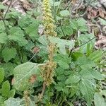 Amaranthus powellii flower picture by Ilaria Mosti (cc-by-sa)