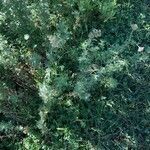 Achillea ligustica habit picture by Patrice Nodet (cc-by-sa)