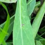 Pilosella piloselloides leaf picture by Rupert Lorenzer (cc-by-sa)