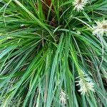 Carex halleriana leaf picture by laurent boniface (cc-by-sa)