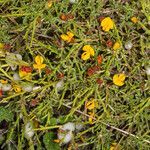 Genista salzmannii flower picture by Martin Bishop (cc-by-sa)