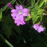 Epilobium alpestre flower picture by Christian Gnos (cc-by-sa)