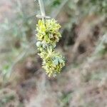 Balanites glabra flower picture by Susan Brown (cc-by-sa)