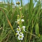 Sagittaria lancifolia flower picture by Jarod Dedeo (cc-by-sa)