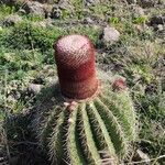 Melocactus intortus flower picture by philippe roche (cc-by-sa)