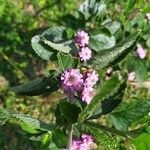 Lippia alba flower picture by lah (cc-by-sa)