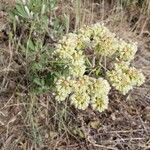 Eriogonum heracleoides flower picture by Mykala Spangler (cc-by-sa)