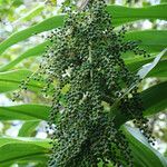 Cordyline mauritiana fruit picture by E. Mouysset (cc-by-sa)