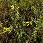 Lathyrus pratensis habit picture by Pierre LEON (cc-by-sa)