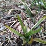 Plantago atrata flower picture by Cristian Zanella Cristian Zanella (cc-by-sa)