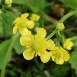 Ranunculus ophioglossifolius flower picture by Sergio costantini (cc-by-sa)