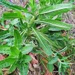 Oenothera biennis leaf picture by VytamineB (cc-by-sa)