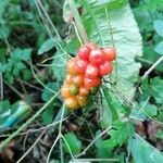 Arum maculatum fruit picture by finn alan (cc-by-sa)