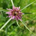 Tragopogon angustifolius flower picture by Isabel Acosta García (cc-by-sa)