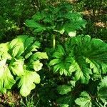 Heracleum sosnowskyi leaf picture by Kiprian Lane (cc-by-sa)