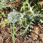 Echinops ritro fruit picture by Eric GOARIN (cc-by-sa)