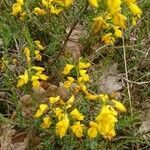 Genista anglica flower picture by Dominique Blanc (cc-by-sa)