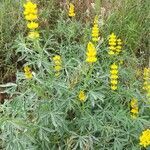 Lupinus luteus habit picture by luis vicente (cc-by-sa)