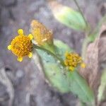 Acmella uliginosa flower picture by Arvind Kulkarni (cc-by-sa)