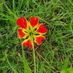 Gloriosa superba flower picture by susan brown (cc-by-sa)